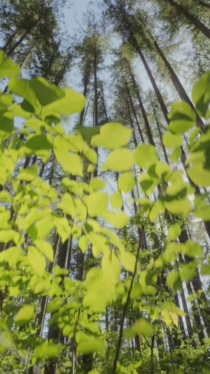 Nutriplus Mushroom Coffee | Delish Mushroom Coffee |Candy Cleanse Shop